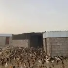 دجاج بلدي