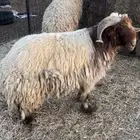 فحول نعيم طيبه