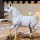 فرس واهو فاخره عالميه