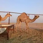 قعود هجن الاب الوسمي الرئاسة مشري من الرئاسة