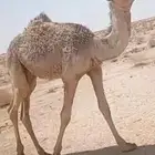 للبيع بكار