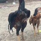 ديك باكستاني