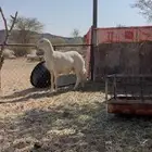 فحل ضان حري