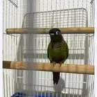 بيغاء كنيور