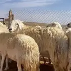 غنم حريات