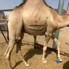 للبيع القعدان الكفو للمبادي وزواجات لحم كفو ابيض