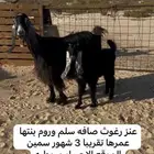 معزا رغايث وشياه رغايث