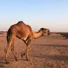 بكره لقيه صفرا