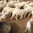 80 معها بهم 35