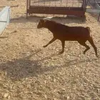 تيس فحل
