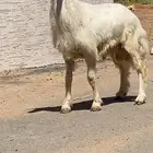 م شاءالله تبارك الرحمن خروف اصفر كفوو