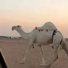عشرا وضحى كفو