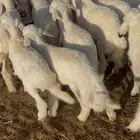 بهم حريات كله خرفان طيبه