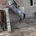 مهره شعبيه طيبه وقريب تلقح باذن الله الامور طيبه