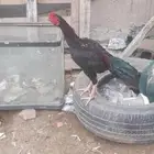 دجاج باكستاني وسندي للبيع