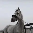 حصان سبوق معه 17كسبه