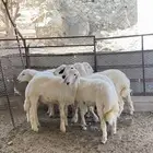 4 طليان 2 رخال. سمان و اطراف مشالله