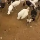 رومي للبيع
