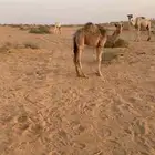 بكار