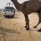فحل للبيع اصفر سنه يا سديس ولا رباع