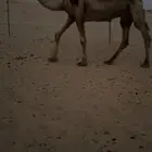 صفرا حكوميه مبيوع ولدها قبل ايام
