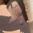 لبيع خلفه وضحى معها قعود هديه وحليبها وافر