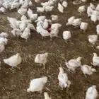 دجاج  بشاير لاحم عمر شهر عدد 2700