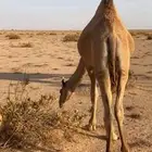 قعود اشعل