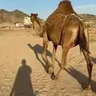 خلفه ساحليه ماشاءالله حلابه تعبي ام 80