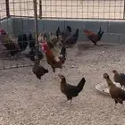 دجاج بلدي بياض الموقع ساجر