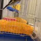 حسون سوري مغرد حريقه (((تم البيع )