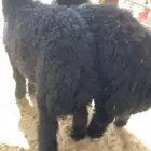 خرفان كرامه طيبه