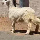 بسم الله ماشاء الله رخل مزيونه