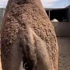 قعدان للبيع مغلقه فل الفل للمناسبات مبادي زوجات كرمات