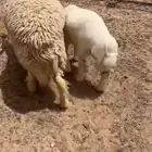 حريه ثنيه متبع بخروف