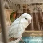 طيور روز منتج شرط وأليف