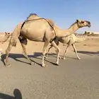 عشرا شقحى كفو