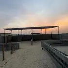 للتقبيل حوشين أغنام بسوق الدمام المركزي