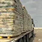 عرض برسيم اسباني