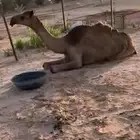 بكرة حقه