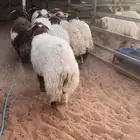 نعيم نجد حريات اضاحي