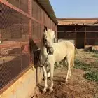 سلام عليكم
