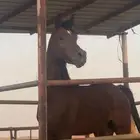 حصان شعبي كفو