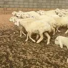 رخال حريات حرش درجه اولى