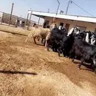 معزا جفار عوارض
