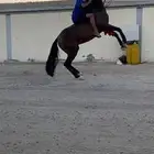 حصان شعبي