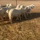 للبيع حريات مراح واحد