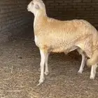 طلي مشروع فحل