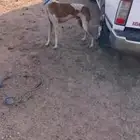 ذيخ مخلوط للبدل