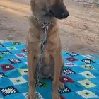 ذيب أنثى العمر 9 شهور